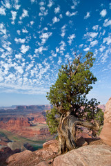 USA, Utah, Deadhorse Point SP. Old Juniper perches on mesa rim under a big buttermilk sky.