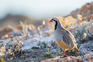 USA, Utah, Antelope Island State Park, Chukar stands on rock during spring courtship.