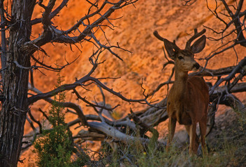 USA, Utah, Arches National Park. Alert male deer with growing antlers. 