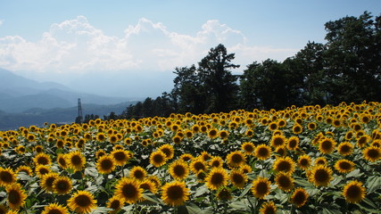 一面のひまわり畑