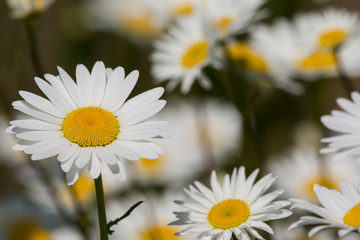Fototapeta premium Pennsylvania. Field of daises.