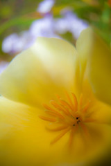 Fototapeta premium USA, Oregon, Willamette Valley, Close-up of Poppy in Bloom