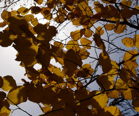 Yellow leaves of linden against the sky and the backlight. Autumn background from leaves of a linden. Yellow autumn leaves
