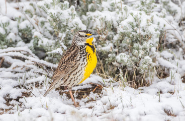 USA, Utah, Antelope Island State Park, Western Meadowlark stands in the snow alongside a sage brush.