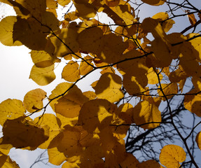 Yellow leaves of linden against the sky and the backlight. Autumn background from leaves of a linden. Yellow autumn leaves
