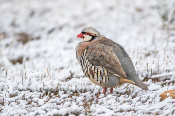 USA, Utah, Antelope Island State Park, Chukar stands in the snow during a spring snowstorm.