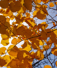 Yellow leaves of linden against the sky and the backlight. Autumn background from leaves of a linden. Yellow autumn leaves