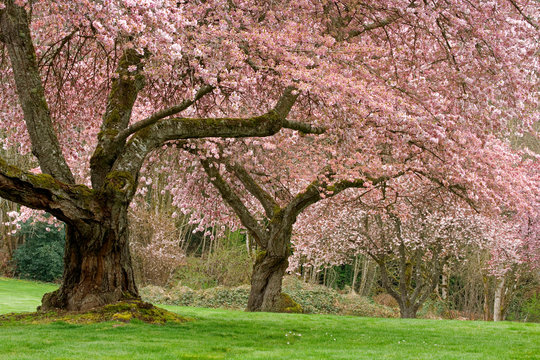 USA, Washington, Bremerton. Cherry trees in springtime bloom. 