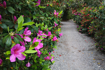 Fototapeta na wymiar Rhododendron along pathway, Magnolia Plantation, Charleston, South Carolina