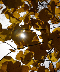 Yellow leaves of linden against the sky and the backlight. Autumn background from leaves of a linden. Yellow autumn leaves