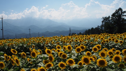 一面のひまわり畑