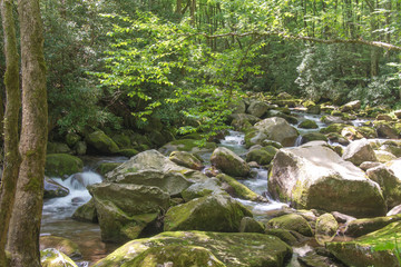 Usa, North Carolina, Smoky Mountains National Park. Big Creek Trail shaded and calming.