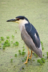 USA, South Carolina, Charleston. Black-crowned night heron stands in water at the Magnolia Plantaion. 