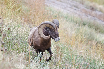 USA, South Dakota, Badlands National Park, Full Curl Bighorn Sheep grazing along Roadway