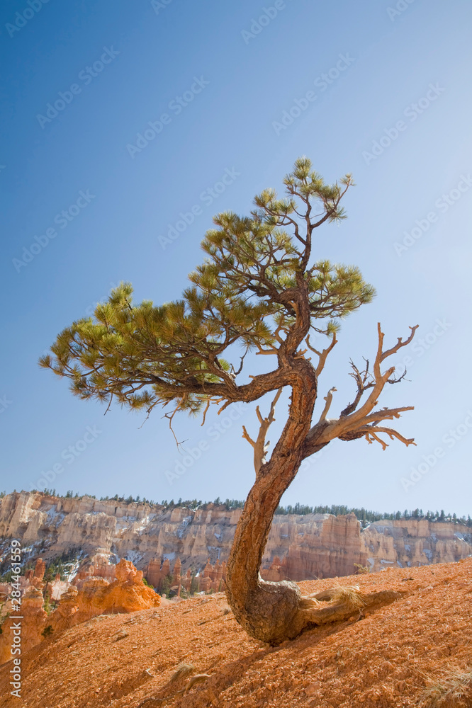 Sticker ut, bryce canyon national park, limber pine tree