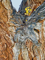 Utah, Capitol Reef National Park, Cottonwood tree