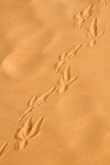 Fototapeta na wymiar USA, Kanab, Utah. Tracks in the sand at Coral Pink Sand Dunes State Park.