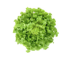 fresh green oak lettuce isolated on white background, flat lay, top view