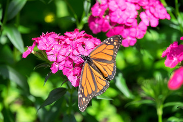 Monarch butterfly