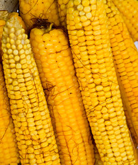 Boiled corn on an aluminum tray. Corn near. Closeup of corn. Yellow boiled young corn, useful and tasty food.