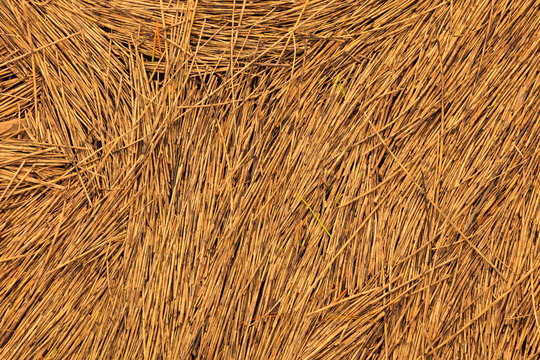 Dried marsh grass pattern, Bluffton, South Carolina, USA