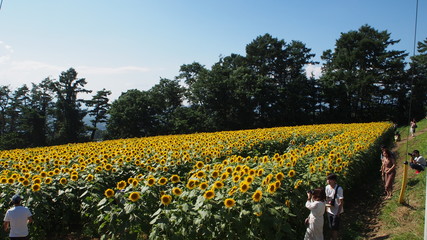 一面のひまわり畑