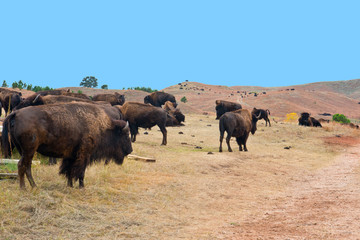 USA, South Dakota, Custer State Park, Bison in Fred Matthews Buffalo Corrals