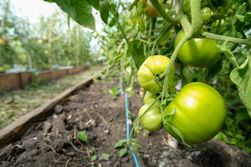 Greenhouse crop and agriculture concept. Green tomatoes grow on a bush.