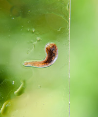 Leech on the glass. Bloodsucking animal. subclass of ringworms from the belt-type class....