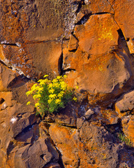 USA, Washington. Lomatium flowers on basalt rocks. 