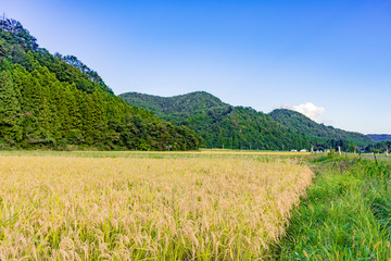 実りの秋　宮城県秋保町