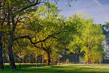 Naklejka premium Fence and trees along Sparks Lane at sunrise, Cades Cove, Great Smoky Mountains National Park, Tennessee