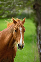 Obraz na płótnie Canvas Horse in meadow, Cades Cove, Great Smoky Mountains National Park, TN