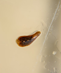 Leech on the glass. Bloodsucking animal. subclass of ringworms from the belt-type class. Hirudotherapy
