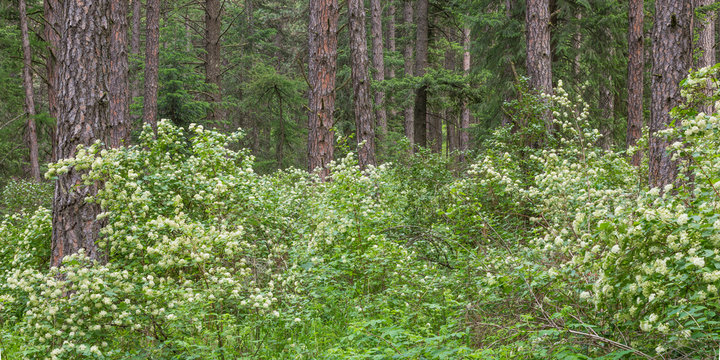 USA, Washington State, Palouse Hills, Kamiak Butte. Forest with flowering ninebark shrubs. Credit as: Don Paulson / Jaynes Gallery / DanitaDelimont.com