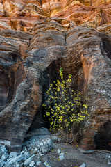 USA, Utah. Autumn leaves on a young tree growing in an sculpted alcove in a wash surrounded by cliffs