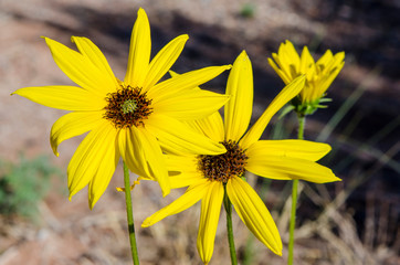 Common sunflower (Helianthus annuus) wild flower, Capitol Reef National Park, Utah, USA.