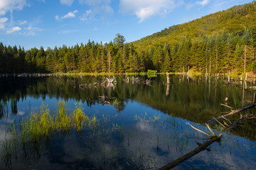 Fototapeta na wymiar A beaver pond on the edge of Camel's Hump State Park in Duxbury, Vermont.