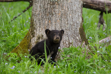 USA, Tennessee, Great Smoky Mountains National Park. Black bear cub next to tree. 