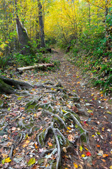 Tennessee, Great Smoky Mountains National Park, Roaring Fork Motor Nature Trail