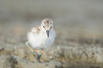 USA. Washington State. American Avocet (Recurvirostra Americana) chick forages along a lakeshore in Eastern Washington.