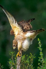 USA, Texas, Rio Grande Valley, McAllen. Close-up of wild red-shouldered hawk perched on dead snag performing wing stretch. 