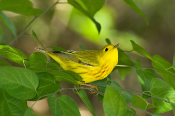 USA, Texas, South Padre Island. Male yellow warbler in shrubs. 
