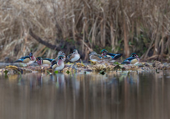 USA. Washington State. Wood Duck (Aix Sponsa) flock perch in a marsh.