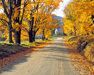 USA, Vermont, Ryegate Corner. A tree-lined road leads into Ryegate Corner in Vermont.