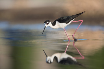 USA. Washington State. Adult Black-necked Stilt (Himantopus Mexicanus) forages along a lakeshore in Eastern Washington.