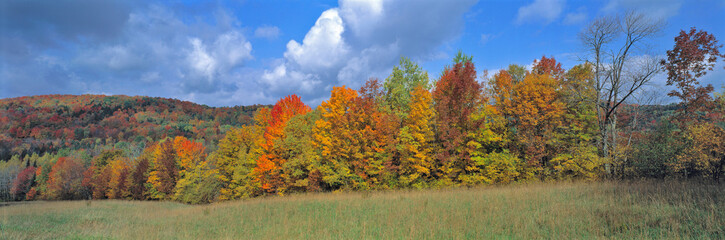 Obraz premium USA, Vermont, Groton. The forest takes on the colors of autumn in Groton, Vermont.