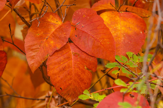 USA, Utah, Moab. Poison Ivy in Fall color in Negro Bill (William Granstaff) Canyon