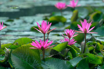 Water lilies bloom in the pond is beautiful. This is a flower that represents the purity, simplicity