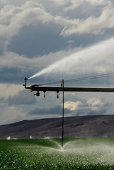 US: Washington, Columbia River Basin, irrigation of corn east of Yakima